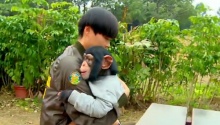魔猩Coco腻歪春春变乖宝宝