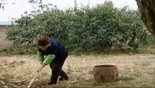 桂花树下的守望者